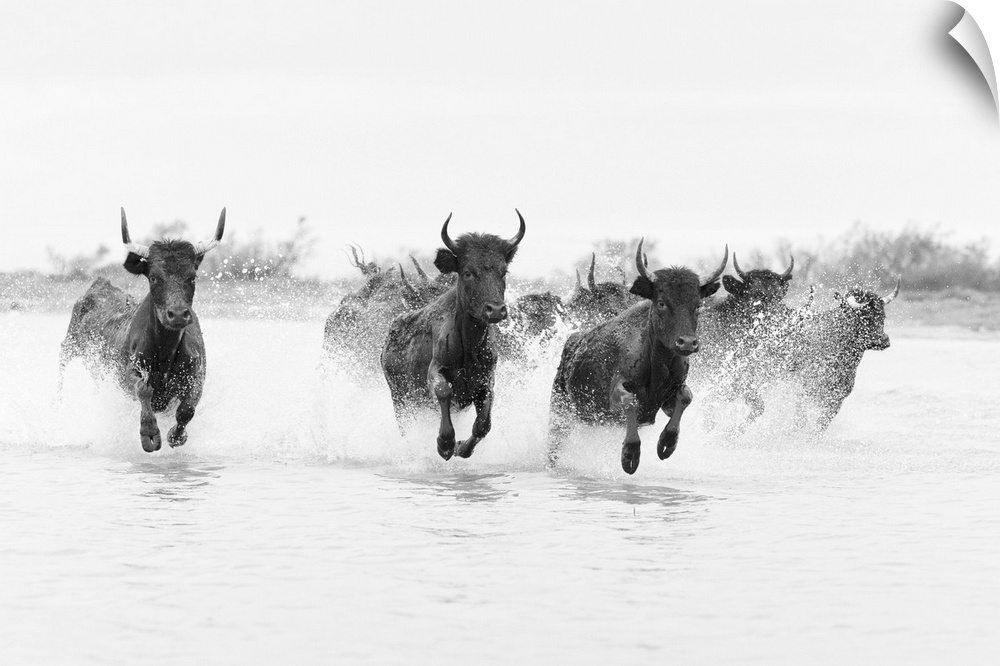 France, Provence-Alpes-Cote d'Azur, Saintes-Maries-de-la-Mer, Camargue, Black bulls run through a lake in the Camargue.