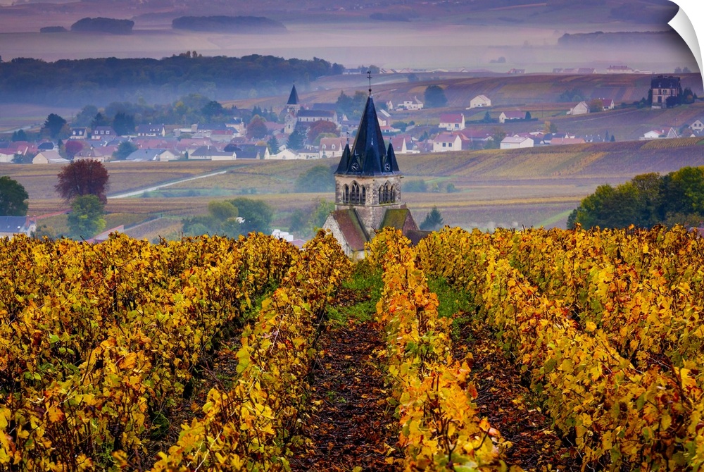France, Champagne-Ardenne, Champagne, Marne, Ville-Dommange, Vineyards in autumn