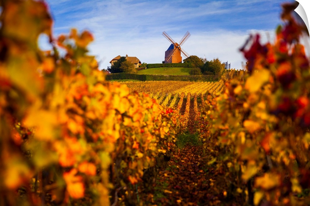 France, Champagne-Ardenne, Verzenay, Vineyards and windmill in autumn.