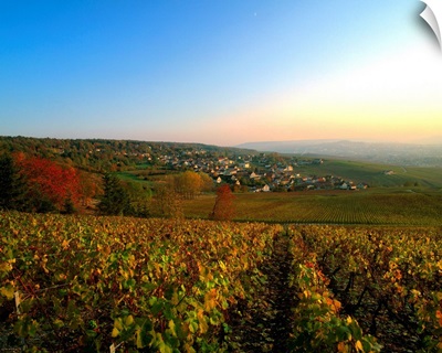 France, Champagne, Epernay, vineyard near Champillon village