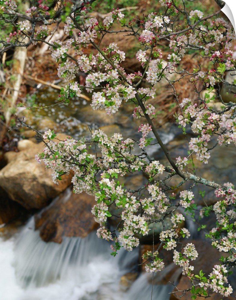 France, Corsica, Les Calanques, spring blossom