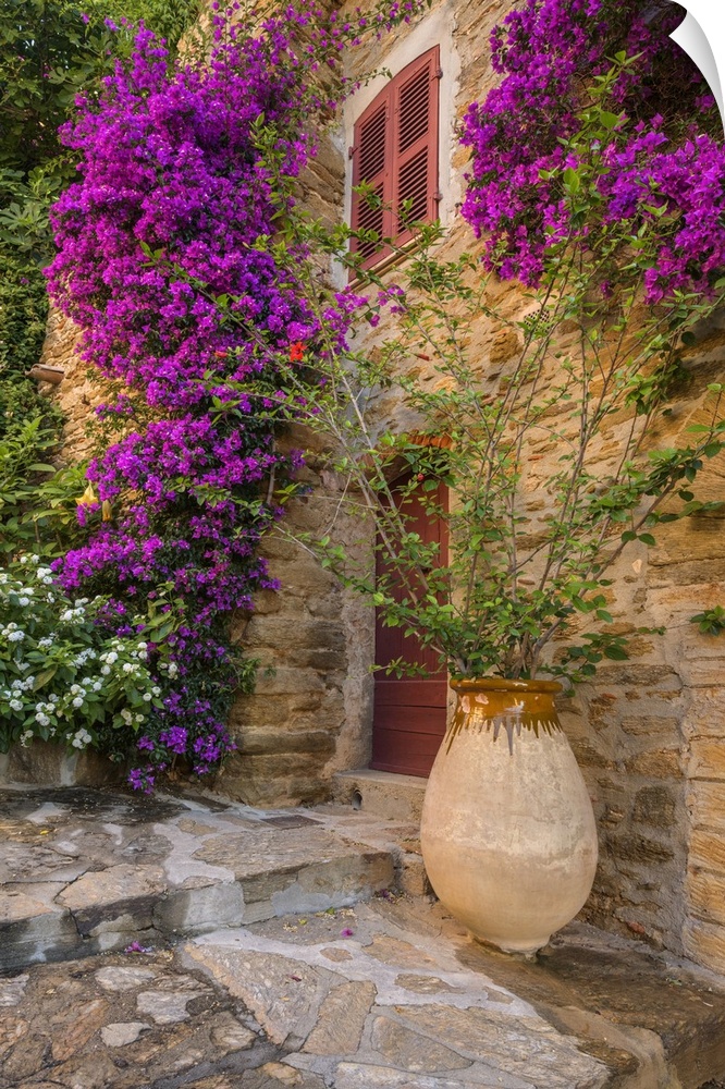 France, Provence-Alpes-Cote d'Azur, Bormes-les-Mimosas, Cote d'Azur, French Riviera, Var, House entrance with blooming bou...