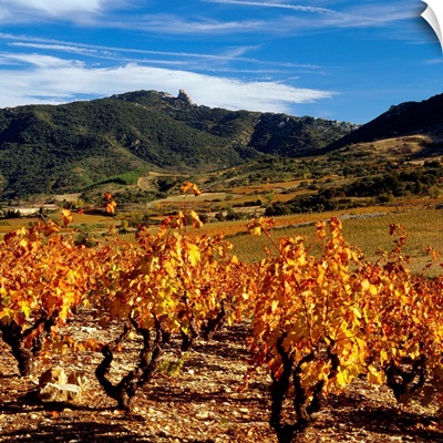 France, Languedoc Roussillon, Pyrenees, Aude, vineyards