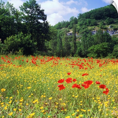 France, Midi-Pyrenees, Meadow on the banks of River Ouysse