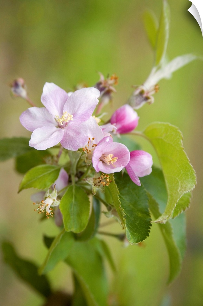 France, Normandy, Apple tree blossoms