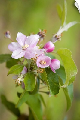 France, Normandy, Apple tree blossoms