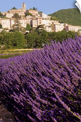 France, Provence-Alpes-Cote d'Azur, Banon, Lavender field