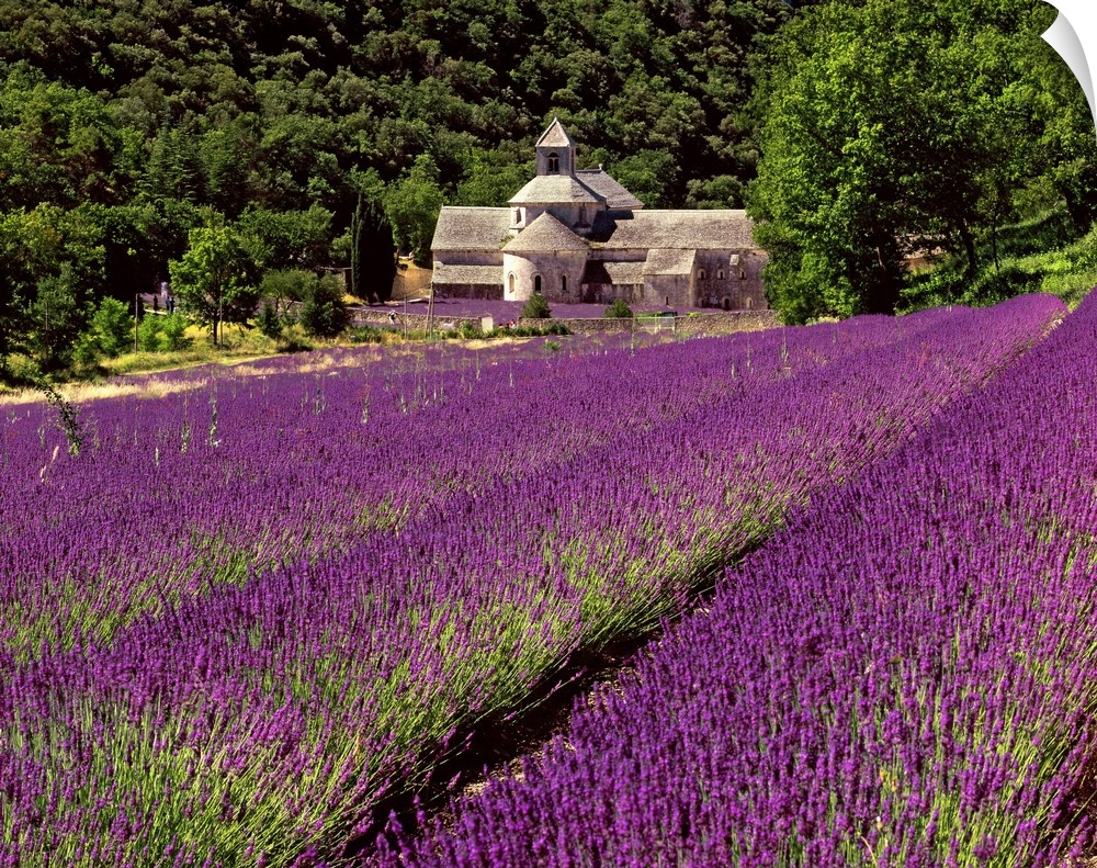 France, Provence-Alpes-C..te d'Azur, Gordes, S..nanque Abbey