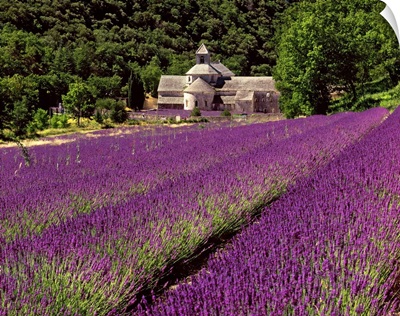 France, Provence-Alpes-Cote d'Azur, Gordes, Senanque Abbey