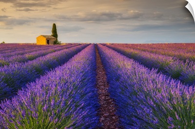 France, Provence-Alpes-Cote d'Azur, House With Cypress In Lavender Field