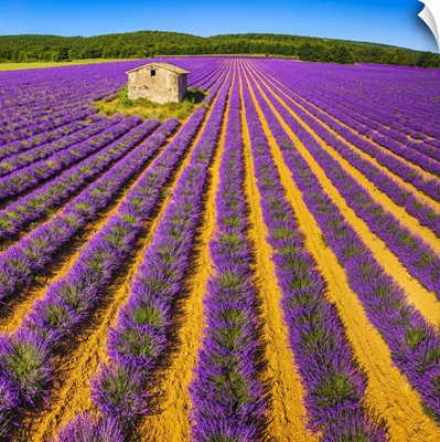 France, Provence-Alpes-Cote d'Azur, Provence, Lavender Field