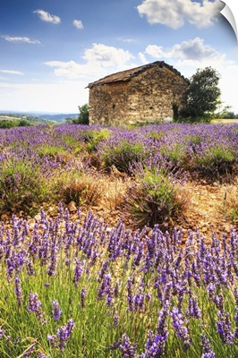 France, Provence-Alpes-Cote d'Azur, Provence, Valensole, Lavender field near Valensole