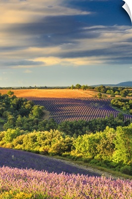 France, Provence-Alpes-Cote d'Azur, Provence, Valensole, Lavender fields near Valensole