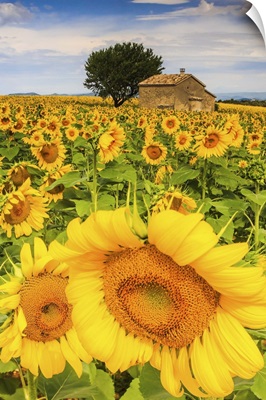 France, Provence-Alpes-Cote d'Azur, Provence, Valensole, Sunflower field near Valensole