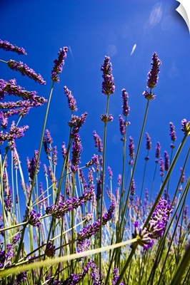 France, Provence-Alpes-Cote d'Azur, Provence, Vaucluse, Lavender fields