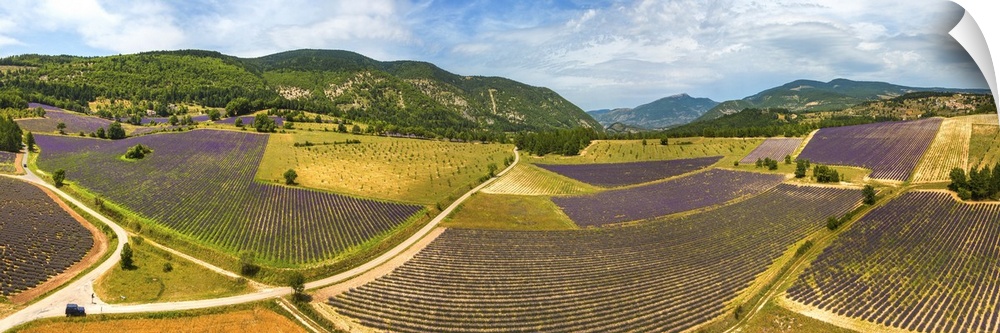 France, Provence-Alpes-Cote d'Azur, Provence, Vaucluse, Lavender fields near Aurel.