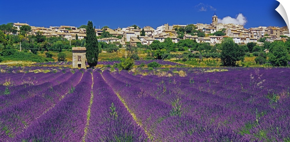 France, Provence-Alpes-C..te d'Azur, Puimosson, Lavender field