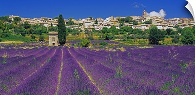 France, Provence-Alpes-Cote d'Azur, Puimoisson, Lavender field