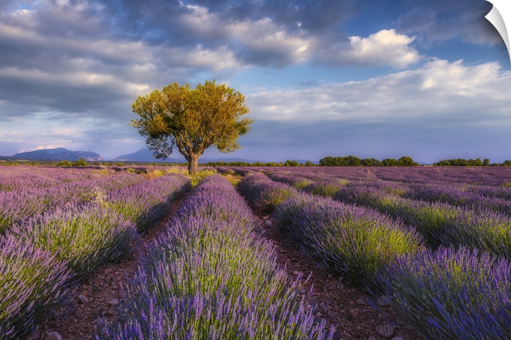 France, Provence-Alpes-Cote d'Azur, Valensole, Provence, Vaucluse, Alpes-de-Haute-Provence, Tree in lavender field (Lavend...