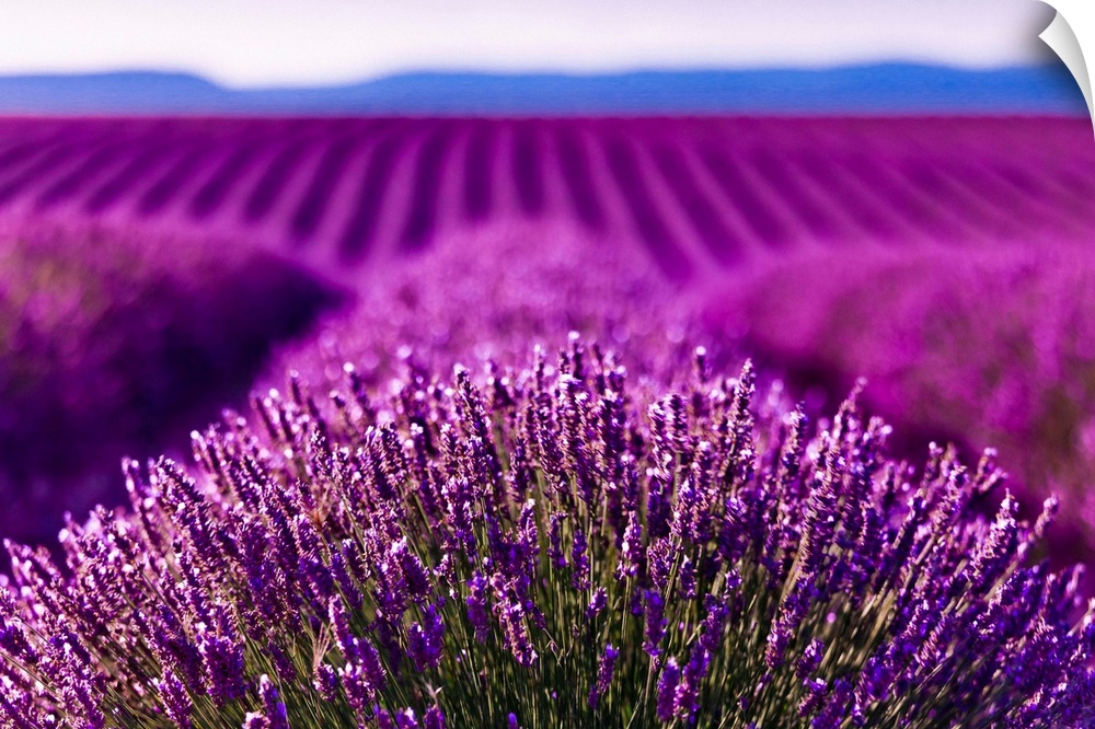 France, Provence-Alpes-C..te d'Azur, Provence, Alpes-de-Haute-Provence, Valensole, Lavender field