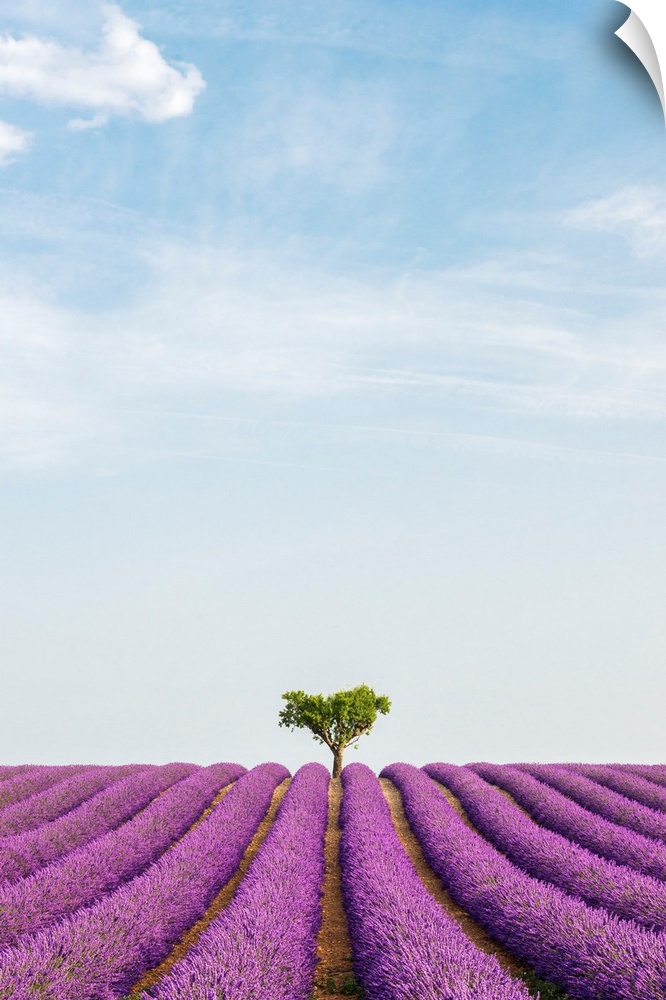 France, Provence-Alpes-Cote d'Azur, Valensole, Lavender field on the plateau.