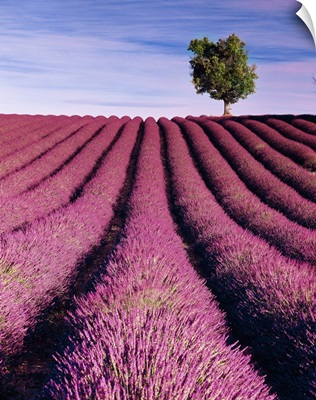 France, Provence-Alpes-Cote d'Azur, Valensole, Lavender fields