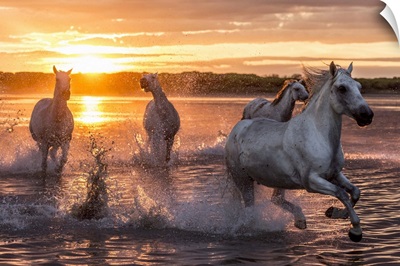 France, Provence, Camargue, Bouches-du-Rhone, Camargue horses at sunset