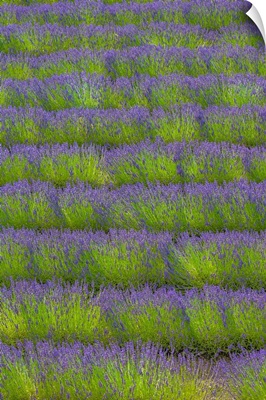 France, Provence, Lavender Fields In Front Of The Famous Notre-Dame De Senanque Abbey