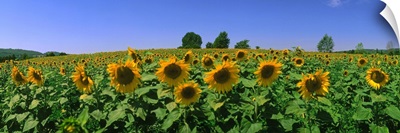 France, Provence, Sunflowers