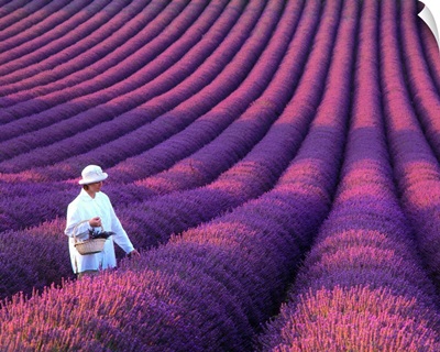 France, Provence, Valensole, girl in lavender field