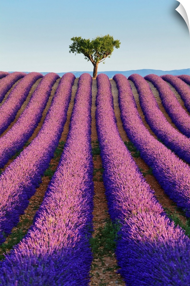 France, Provence, Valensole, Lavender fields near Valensole.