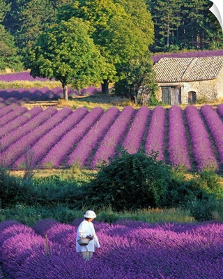France, Provence, woman in lavender field