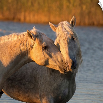 France, Regional Nature Park Of The Camargue, Two White Horses Get Close In The Water