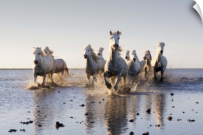 France, Saintes-Maries-de-la-Mer, White horses run through marsh, Camargue National Park