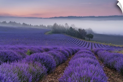 France, Sault, Provence, Alpes-De-Haute-Provence, Blooming Lavender Field, Morning Mist