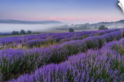 France, Sault, Provence, Alpes-De-Haute-Provence, Blooming Lavender Field, Morning Mist