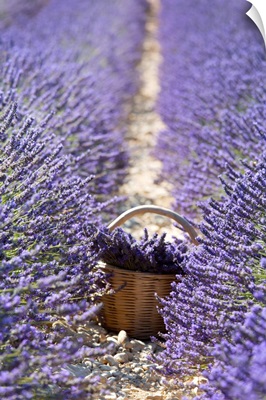 France, Valensole, Provence, Alpes-De-Haute-Provence, Lavender Basket