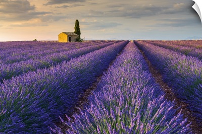 France, Valensole, Provence, Vaucluse, House With Cypress In Lavender Field