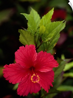 French Antilles, French West Indies, Guadeloupe, Saint Barthelemy, Flower