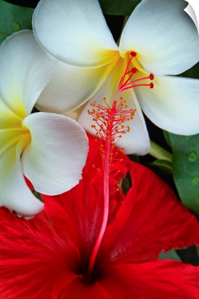 French Polynesia, Polyn..sie fran..aise, Polynesian flowers