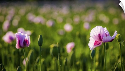 Germany, Bavaria, Upper Bavaria, Dachau, Flowers Of An Opium Poppy (Papaver Somniferum)