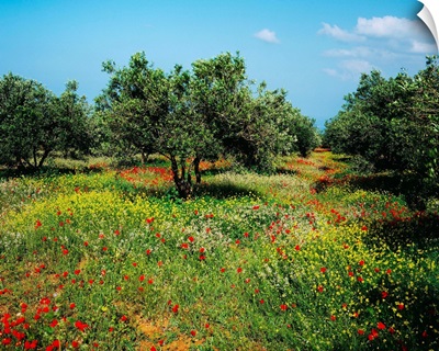 Greece, Crete, Countryside in spring