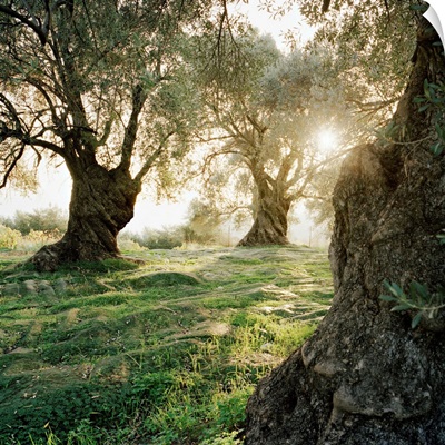 Greece, Crete, Rethymno,  Margarites village, Ancient olive trees