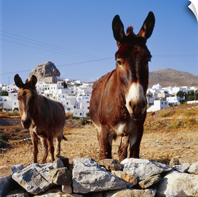 Greece, Cyclades, Amorgos, Donkeys and Hora town in background