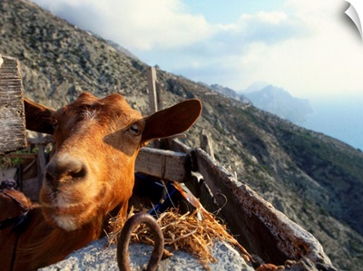 Greece, Dodecanese, Karpathos, Olympos village, goat