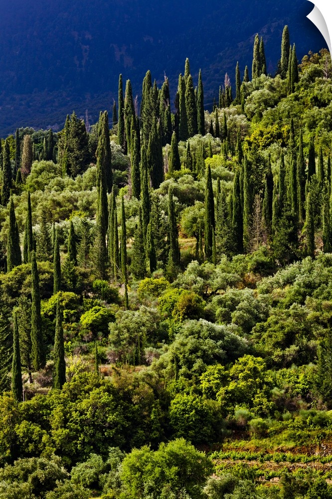 Greece, Ionian Islands, Greek Islands, Cephalonia Island, Kefalonia, Typical cypress trees.