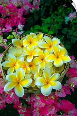 Hawaii, Big Island, Kona, welcome flower at Keauhou Beach resort