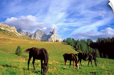 Horses (Cimon della Pala mountain in background)