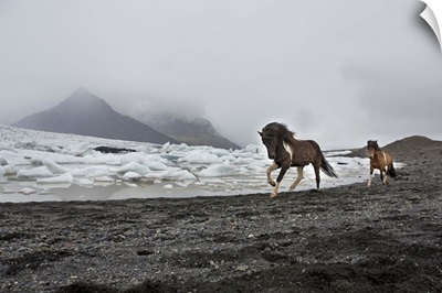 Iceland, Jokulsarlon, horses on the beach by the Breioamerkurjokull icebergs