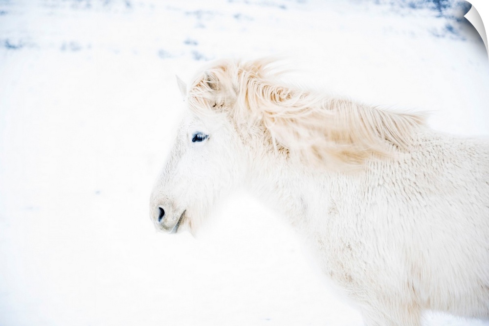 Iceland, West Iceland, Snaefellsnes, Snaefellsnes peninsula, White Icelandic horse in the winter snow.
